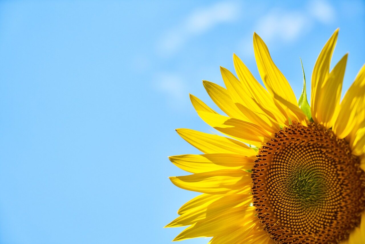 sunflower, laptop wallpaper, yellow flower, sky, hd wallpaper, summer, beautiful nature, sky background, nature, flower, 4k wallpaper 1920x1080, free background, wallpaper hd, full hd wallpaper, flower background, spring, nature wallpaper, wallpaper, beautiful flowers, desktop backgrounds, windows wallpaper, mac wallpaper, nature background, wallpaper 4k, 4k wallpaper, beautiful wallpaper, background, cool backgrounds, floral background, flower wallpaper, free wallpaper, copy space